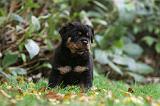 ROTTWEILER 362